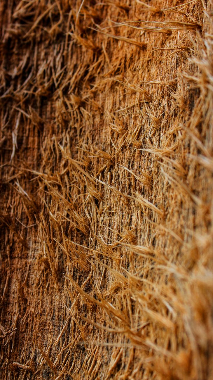 Detailed close-up of coconut husk fibers in warm lighting, showcasing natural texture and pattern.