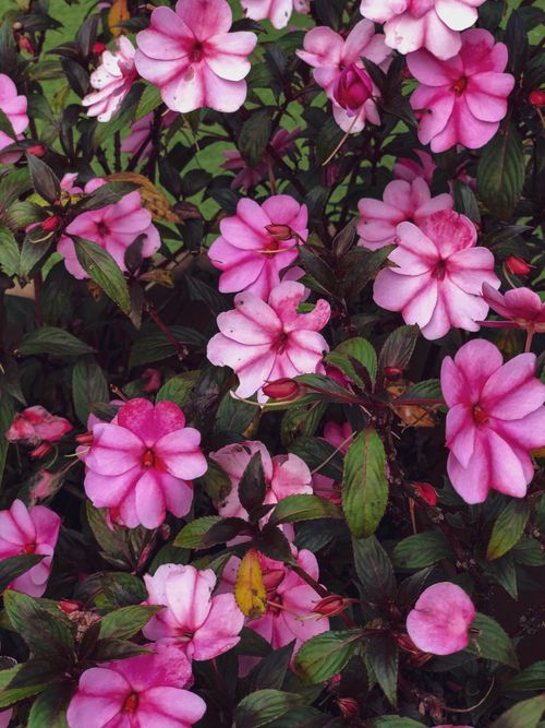 Free A delightful cluster of vibrant pink impatiens flowers in full bloom against lush green leaves. Stock Photo