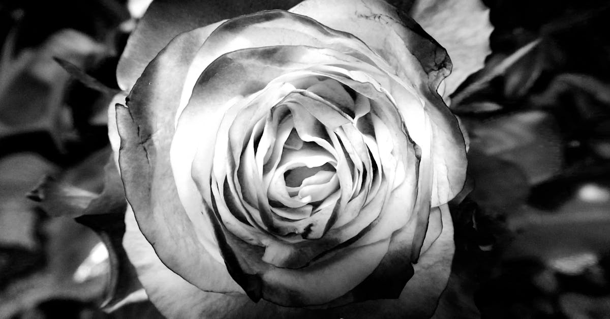 Photography Grayscale of Rose