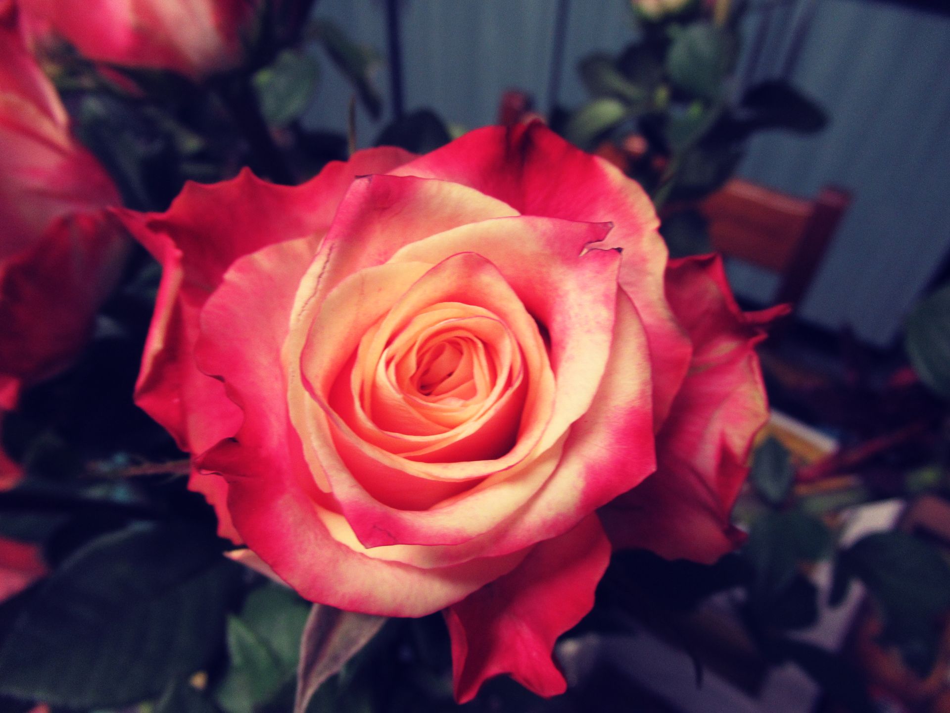 Capture the beauty of a blooming two-toned rose in a garden setting.