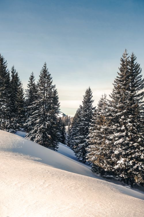 A snowy mountain landscape with trees and snow · Free Stock Photo