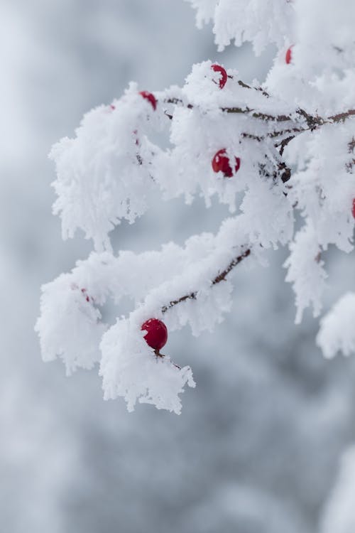 Ilmainen kuvapankkikuva tunnisteilla lumi, luminen, puun oksa Kuvapankkikuva