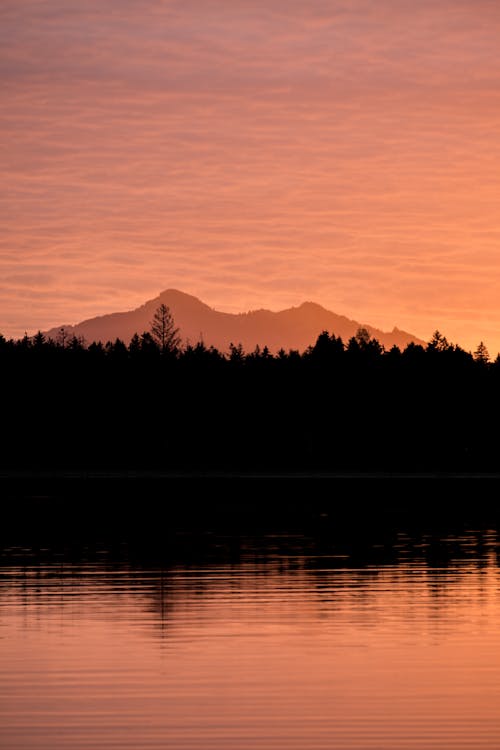 Silhouette of Trees Near the Lake