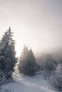 Snow Covered Trees