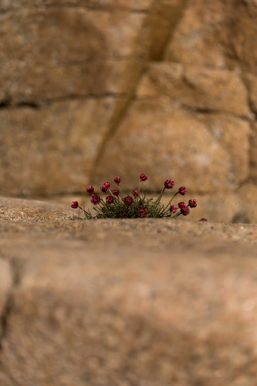 Free Red Flowers on Brown Concrete Stock Photo