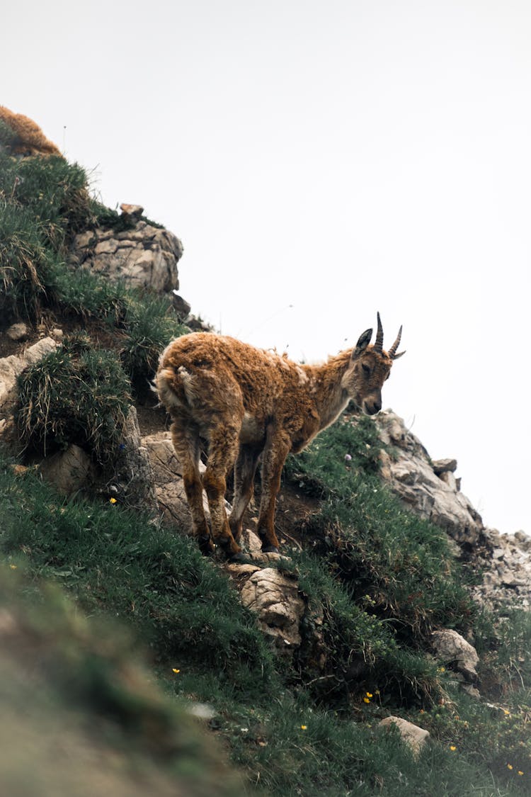 An Alpine Ibex On The Shrubland