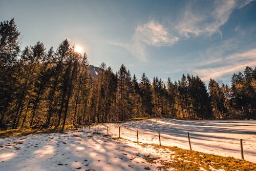 Green Pine Trees on Snow Covered Ground Under Blue Sky