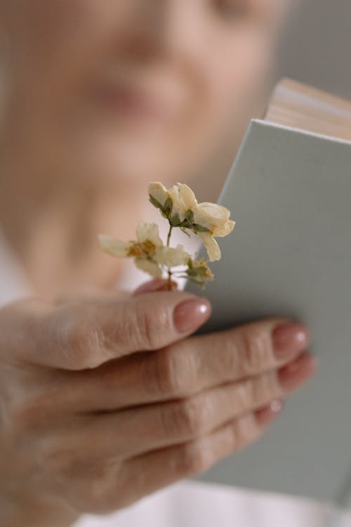 Free Person Holding White Dried Flowers Stock Photo