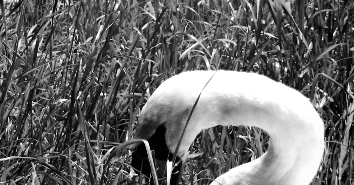 Free stock photo of animals, birds, black and white