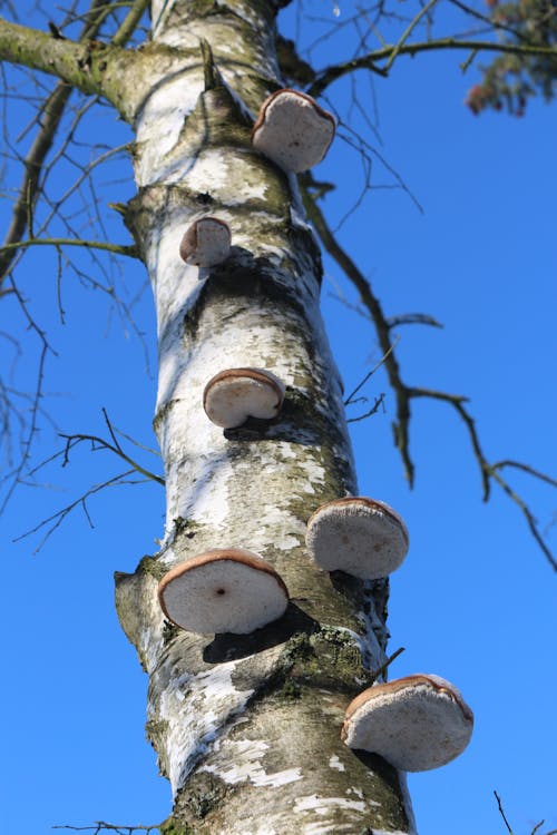 Free stock photo of birch tree, mushroom
