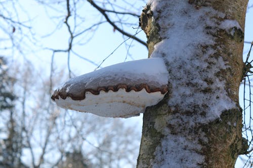 Free stock photo of mushroom, snow
