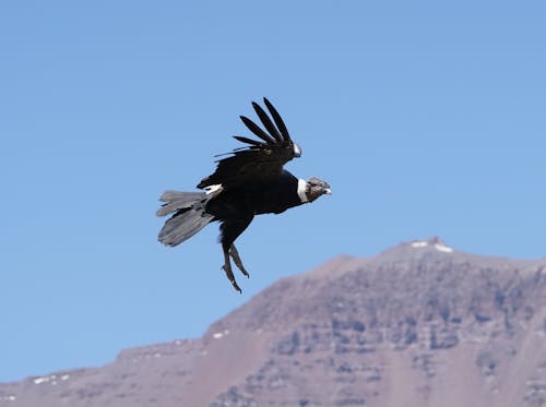 Photo of Black Bird Flying
