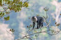 Black and White Monkey on Brown Tree Branch