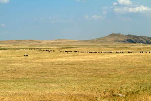Expansive rural field in Telavi, Georgia with grazing cows under a clear sky.