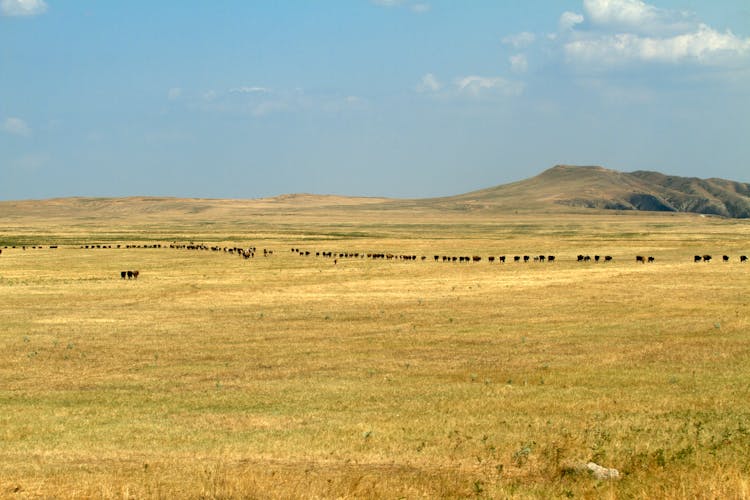 Plateau With Herd Of Cows Walking In A Line Across Pasture