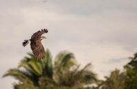 Brown and White Bird Flying