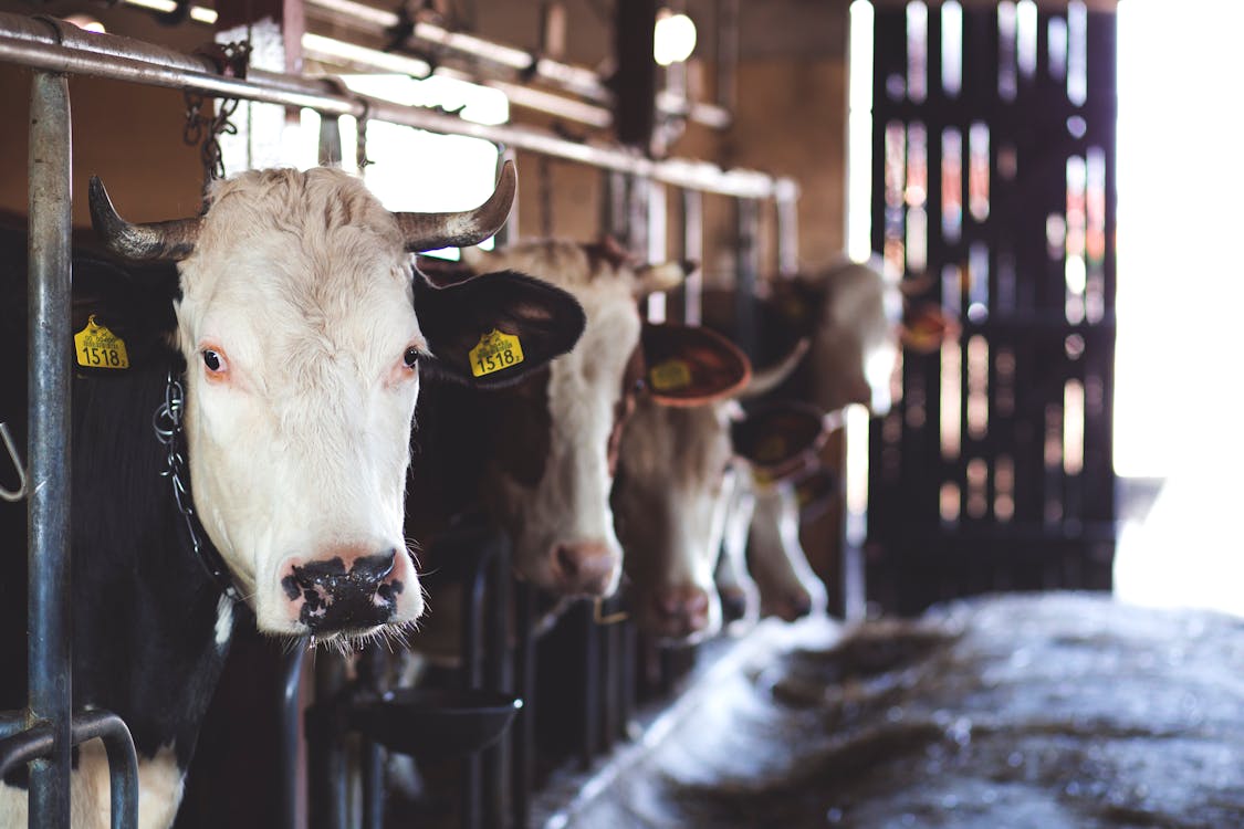 Gratis stockfoto met boerderij, koe, koeienstal Stockfoto