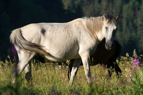 기병, 동물, 말의 무료 스톡 사진