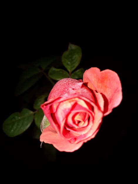 Free stock photo of dewdrops, night photography, Pink Rose