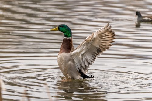 Free A vibrant mallard drake stretches its wings above water ripples in a serene pond setting. Stock Photo