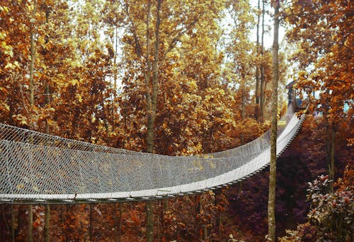 Brug Die Naar Het Bos Gaat