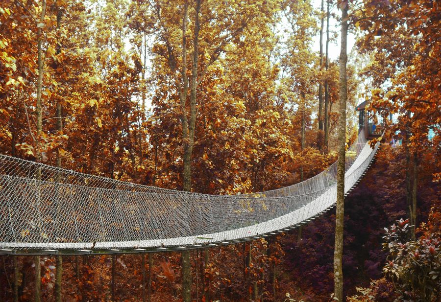 Do Banki Canopy Walkway photo 2