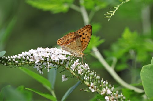 Free Brown Butterfly Perched on White Flowers Stock Photo