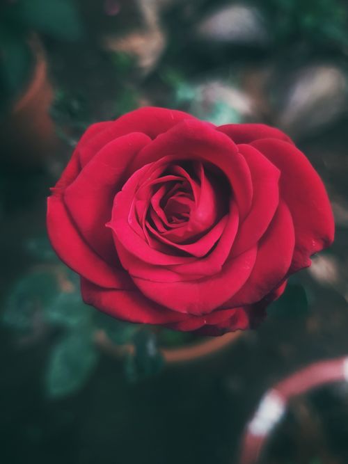 Free Stunning close-up of a vibrant red rose in full bloom, perfect for floral themes. Stock Photo