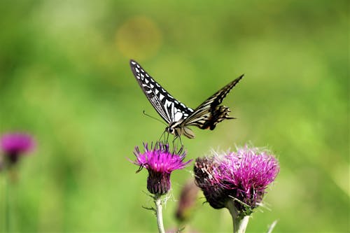 Free Black and White Butterfly Perched on Purple Flower Stock Photo