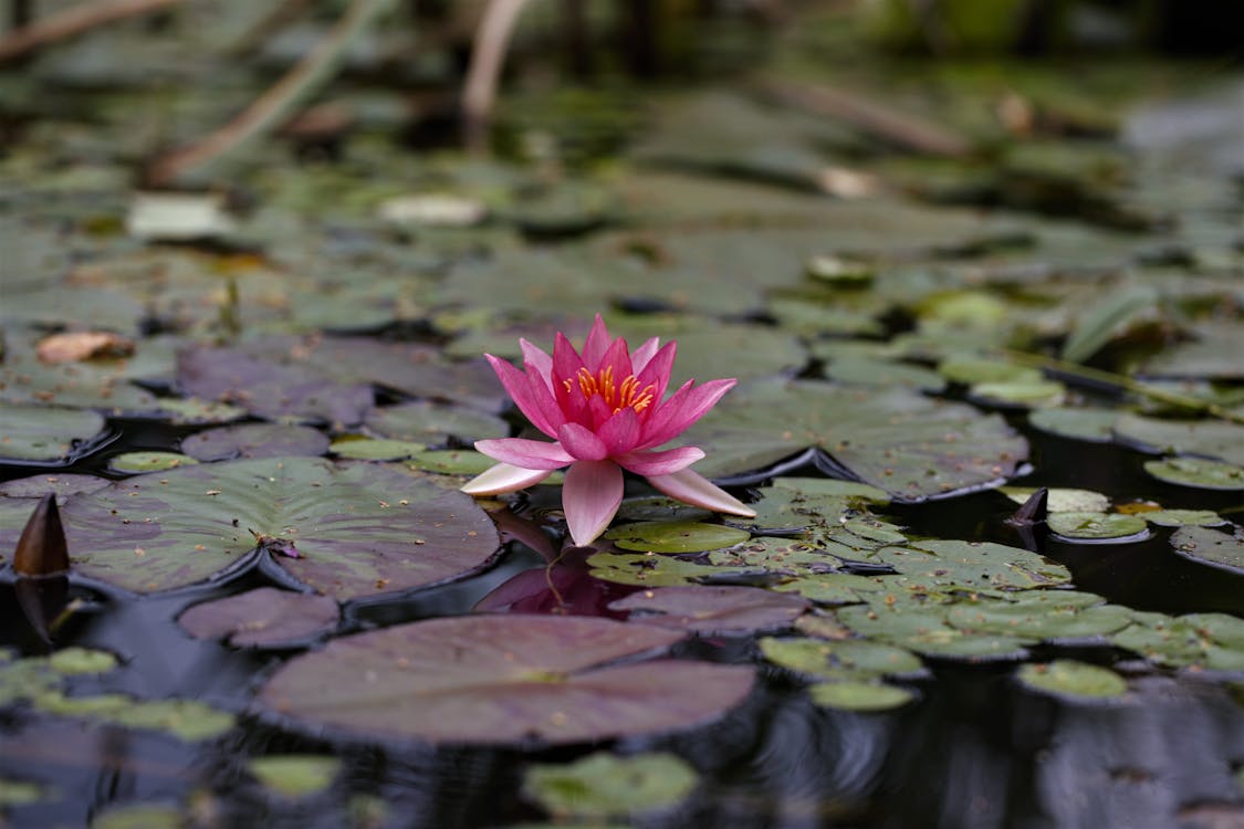 Pink Flower on Water