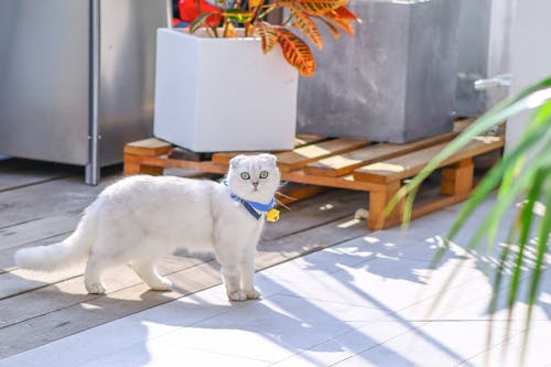 White Cat on Wooden Floor