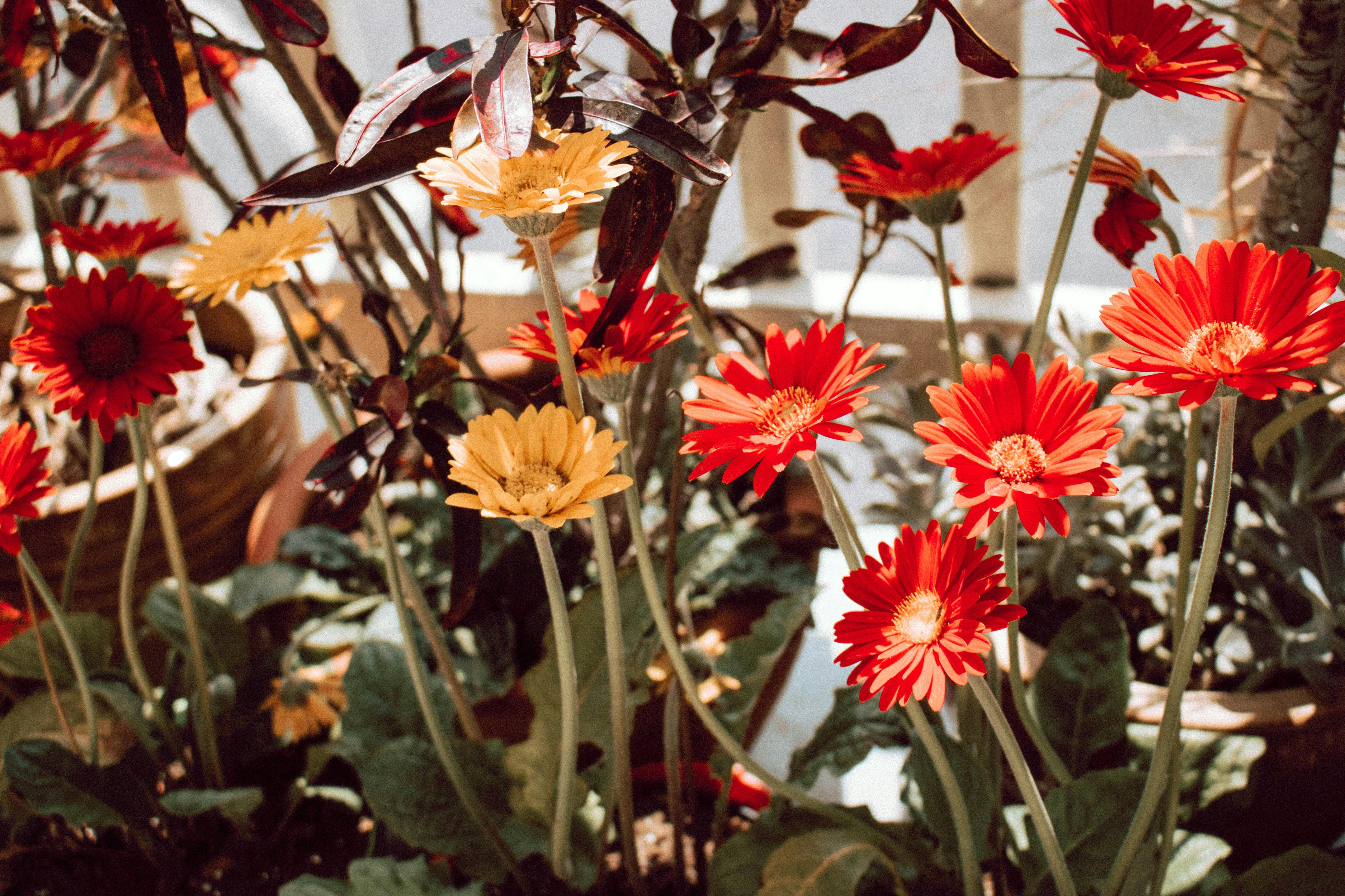 Cómo Elegir el Abono Perfecto: Guía para Principiantes