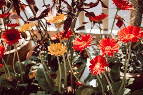 Ücretsiz bitki örtüsü, bitkiler, büyüme içeren Ücretsiz stok fotoğraf Stok Fotoğraflar