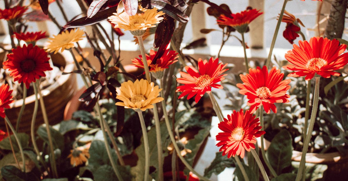 Cómo Elegir el Abono Perfecto: Guía para Principiantes