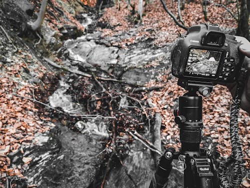 Free stock photo of autumn forest, canon, moody