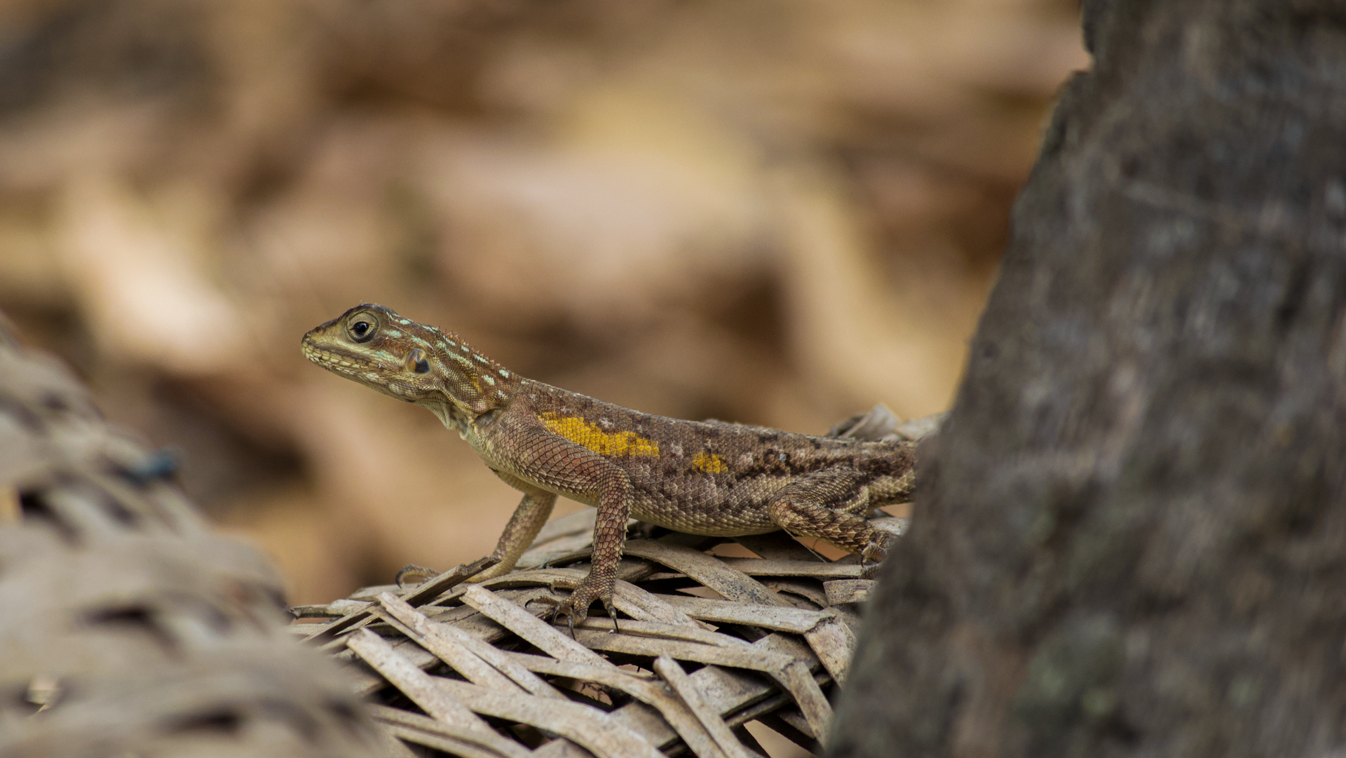 Detailed image of a Sitana lizard in natural habitat, Grand Popo, Benin.