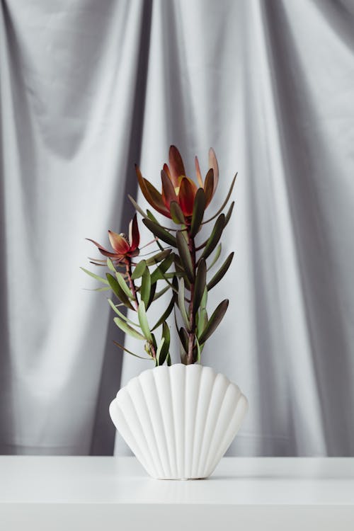 Foto profissional grátis de concha, flor, natureza-morta