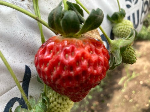 Free stock photo of strawberries Stock Photo