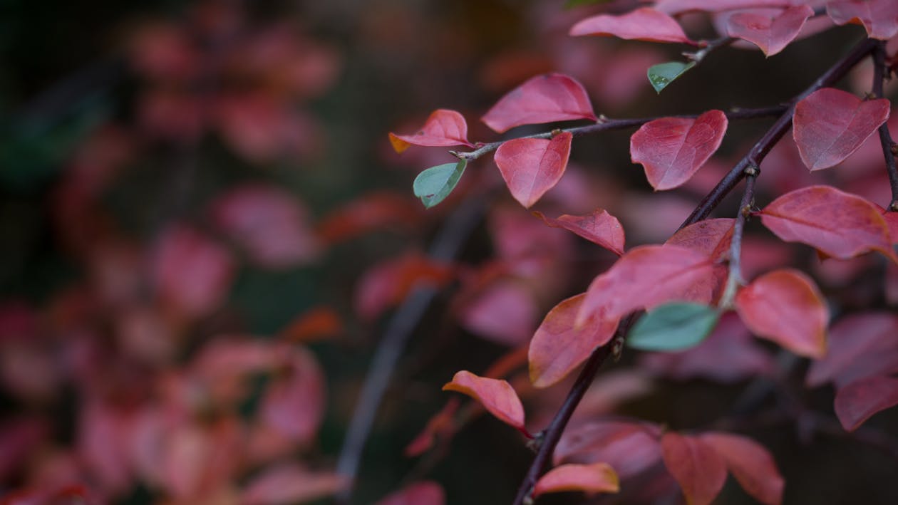 무료 붉은 잎 식물 스톡 사진
