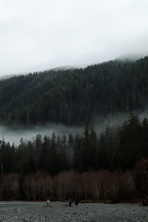 Green Trees Surrounded with Fog