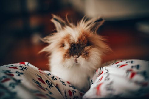 Photographie De Mise Au Point De Chat à Longue Présidence Blanche Et Brune