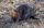 beaver