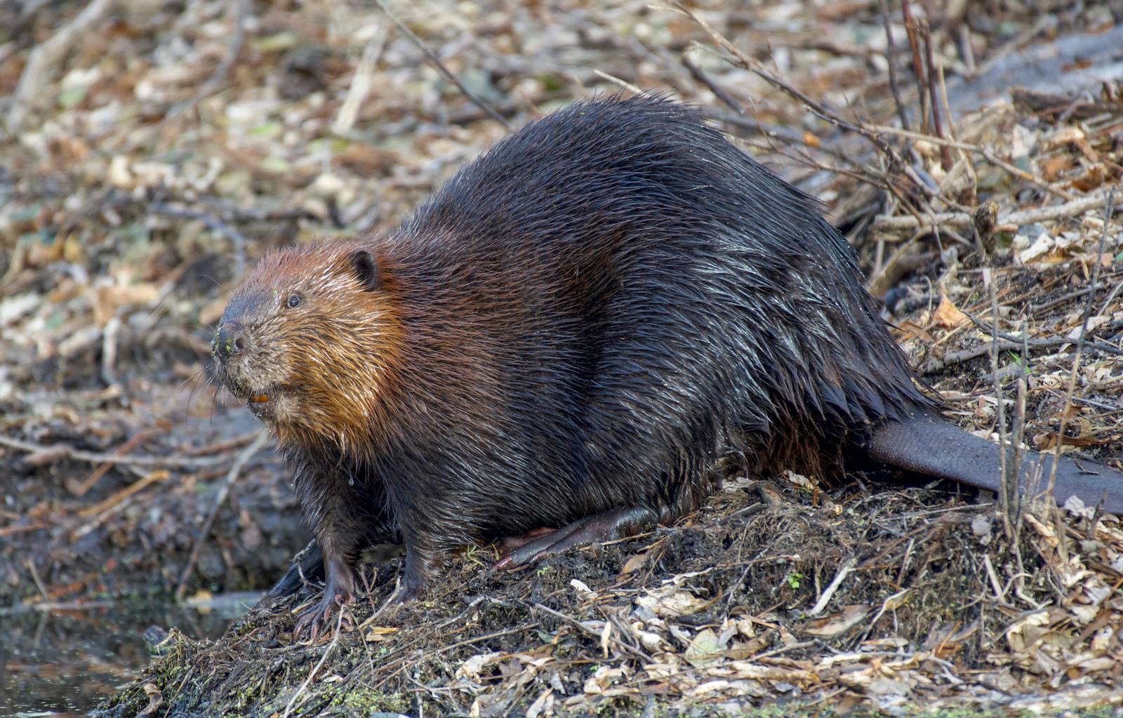 Wildlife Wednesday - Canadian Beaver