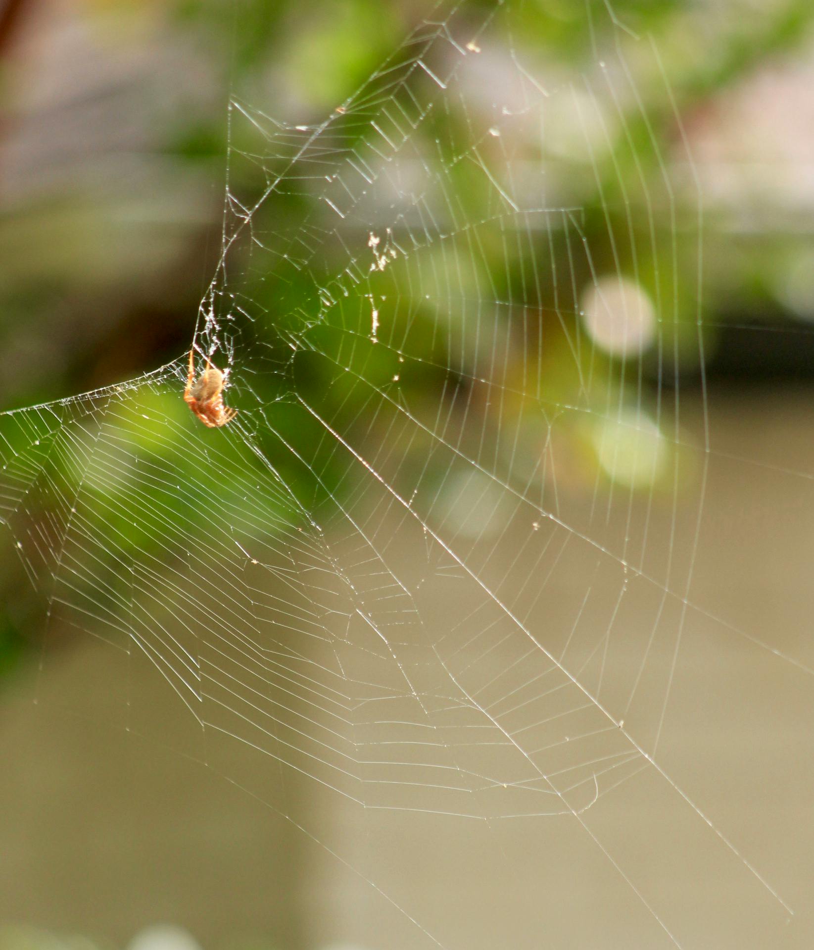Free stock photo of spider, spider web, spider\'s web