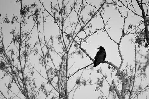 Free Black and white photo of a raven perched among bare branches, exuding a moody atmosphere. Stock Photo