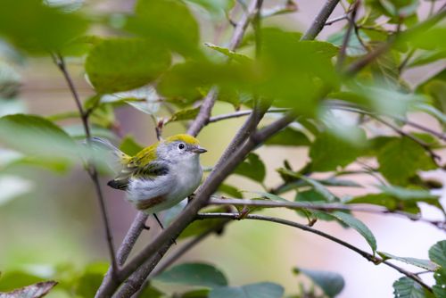 Free A colorful warbler bird perched on a branch amid dense green foliage. Perfect for nature-themed content. Stock Photo