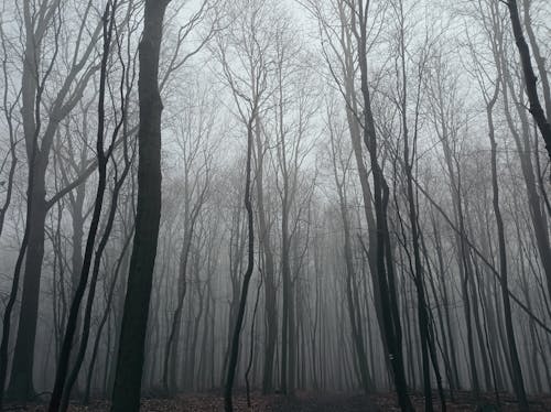 Gratis arkivbilde med natur, silhuett, tåke