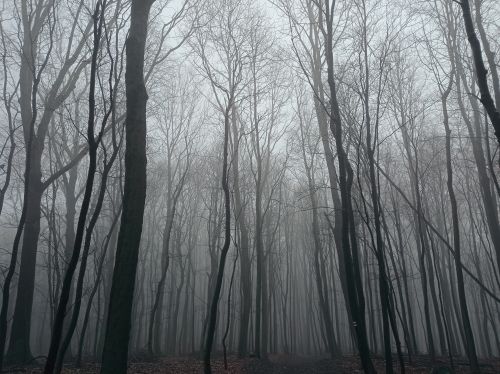 Free Foggy woodland scene in Plavecké Podhradie, capturing the serene and muted beauty of nature. Stock Photo