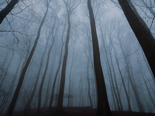 Бесплатное стоковое фото с безлистные, голые деревья, жуткий