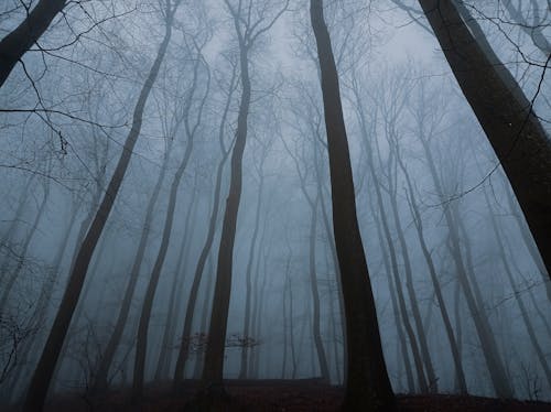 Low Angle Shot of Bare Trees